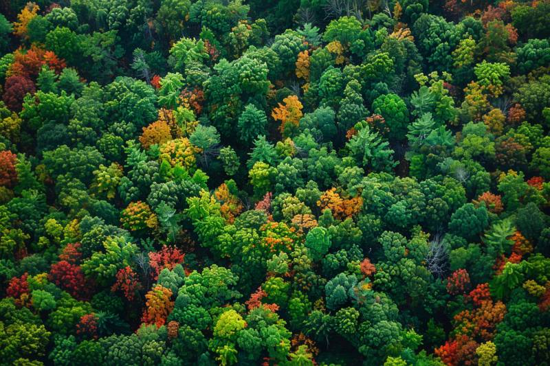 aerial view of a lush forest